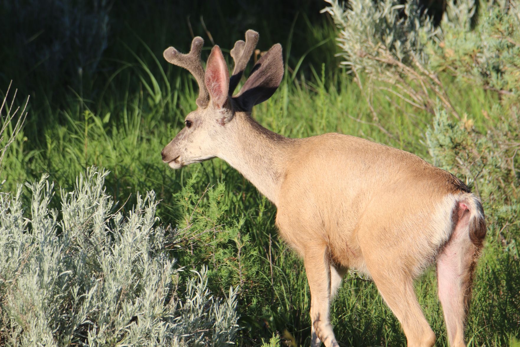 Mule Deer Buck